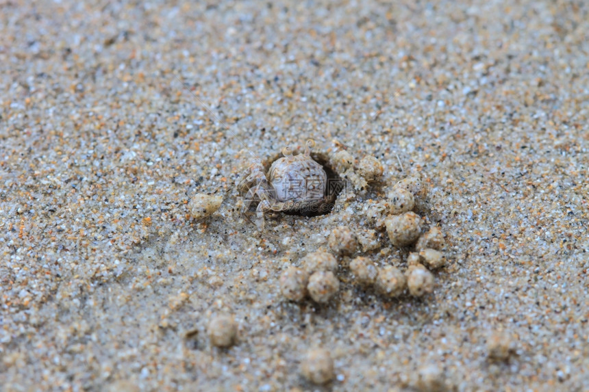 在沙地上挖洞的小鬼蟹图片