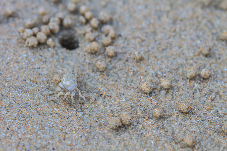 在沙地上挖洞的小鬼蟹高清图片
