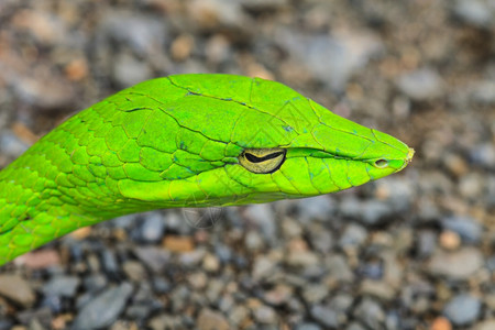 东方鞭蛇或亚洲藤蔓蛇Ahaetullaprasina图片
