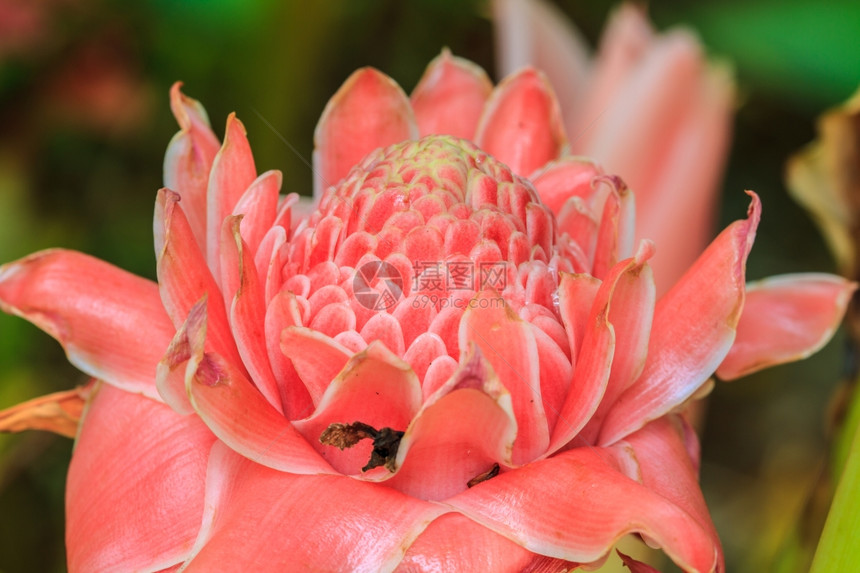 来自泰国的花朵EtlingeraElatior或红火炬姜图片
