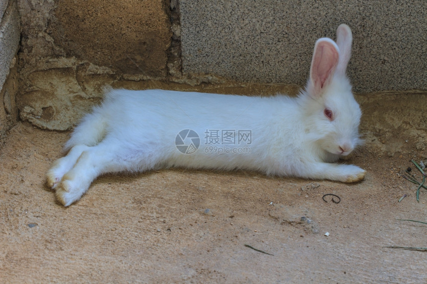 美丽的飞毛白兔睡在家里图片