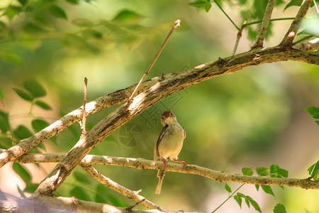 森林中的黑颈尾雉图片