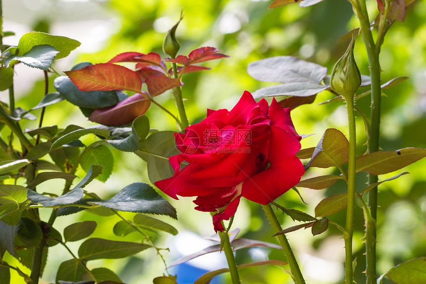 把花园里美丽的红玫瑰收起来图片