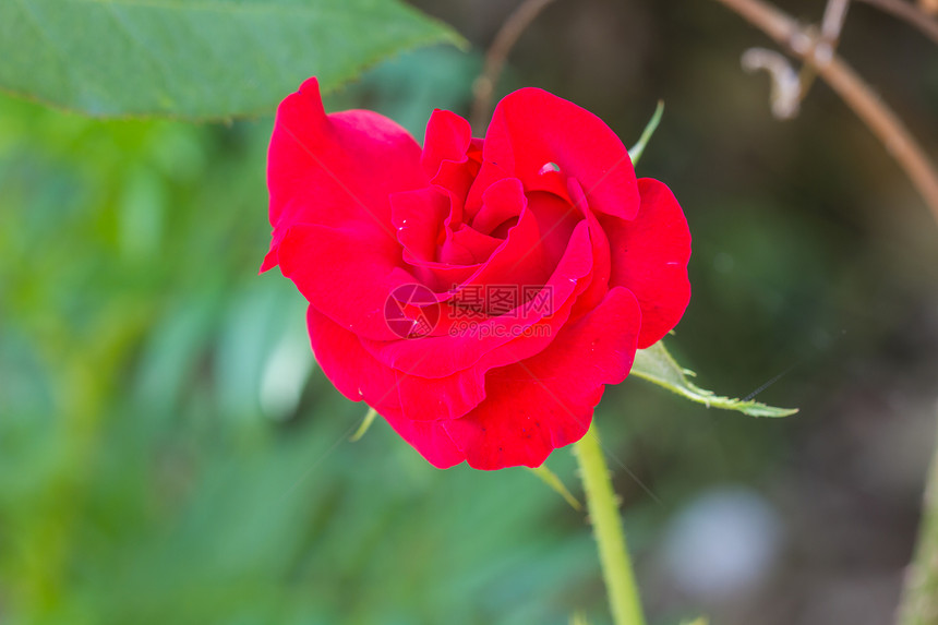 把花园里美丽的红玫瑰收起来图片