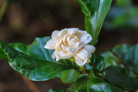 花园树上的阿拉伯茉莉花Jasminumsambac图片