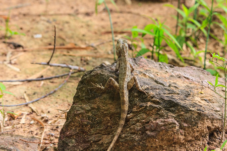 绿冠蜥蜴黑脸树背景图片