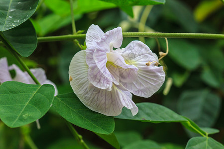 豆花阴蒂图片