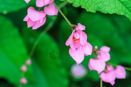 粉红色的果实花在园的里高清图片