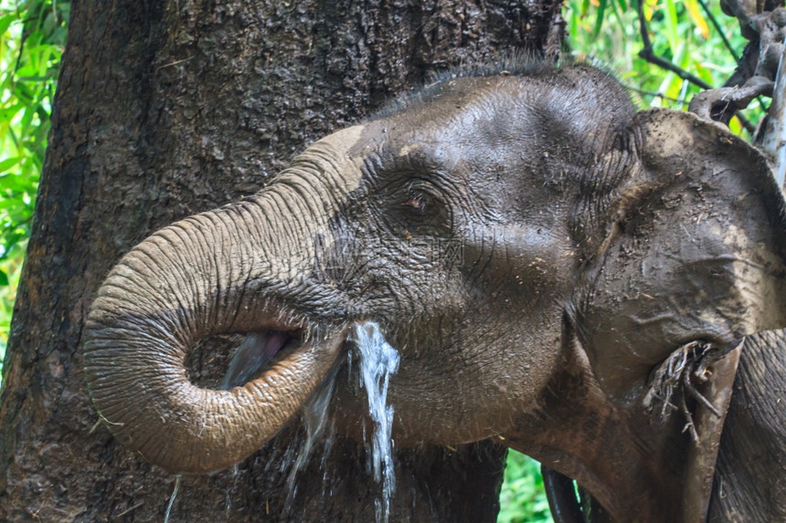泰国大象靠近的图片