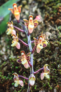 泰国森林中的珍稀野生兰花是在野外自然生长的背景图片