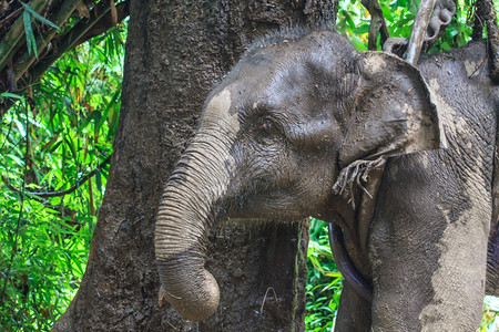 泰国大象靠近的图片