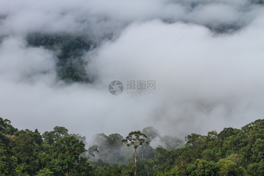 以林为山地图片