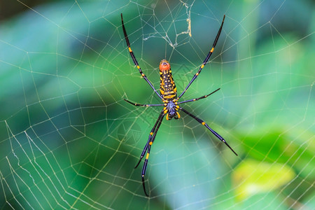 网上大热带蜘蛛线虫黄金或图片