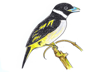 黑画白纸素材白纸上的鸟原始图画黑和黄的Broadbill背景