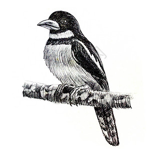 黑画白纸素材白纸上的鸟原始图画黑和红布罗道背景