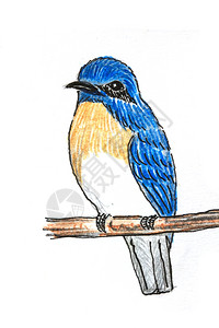 白纸上最初的鸟类图画蓝发猎物捕鸟者图片