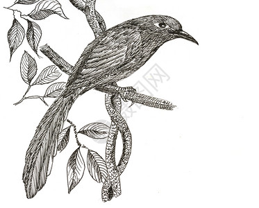 白纸上最初的鸟图画绿卷马尔科哈高清图片