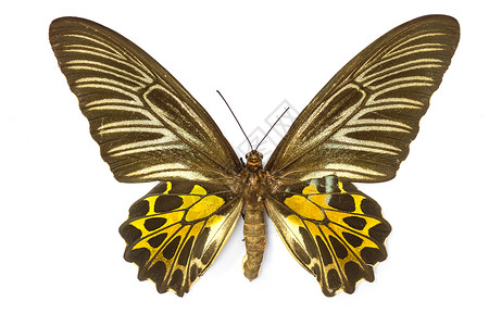 荧光蝴蝶收集蝴蝶实验室中的蝴蝶标本背景
