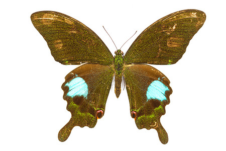收集蝴蝶实验室中的蝴蝶标本背景图片