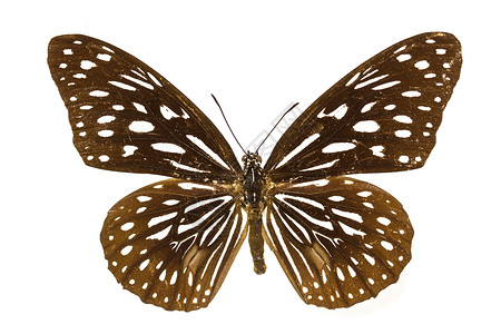 收集蝴蝶实验室中的蝴蝶标本背景图片