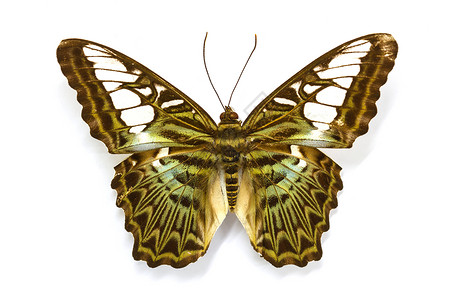 荧光蝴蝶收集蝴蝶实验室中的蝴蝶标本背景