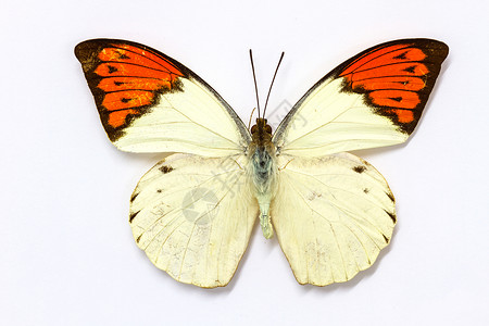 绿蝴蝶收集蝴蝶实验室中的蝴蝶标本背景