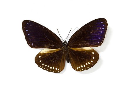 收集蝴蝶实验室中的蝴蝶标本图片
