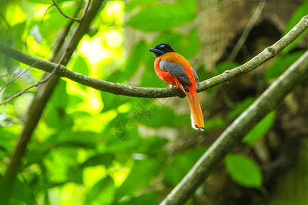 红腰长臂猿Harpactesduvaucelii自然界树枝上美丽的鸟图片