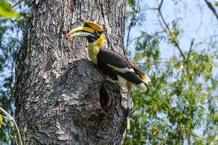 大非洲之角鸟在大自然中的在树枝上竖立着大角鸟比尔高清图片