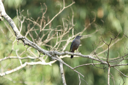 自然中的蓝岩鸟蒙蒂可拉索利塔里乌斯高清图片