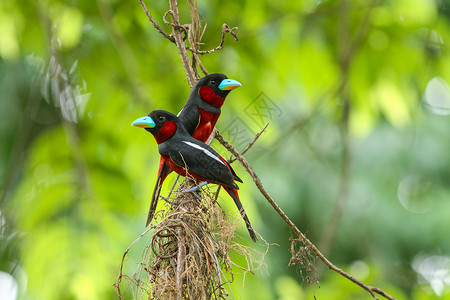 鸟的天黑红相对树枝背景图片