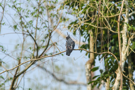 BlackBaza鸟类捕捉树枝的自然特图片