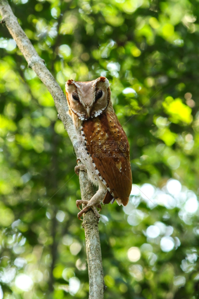 东方湾森林木头上的猫鹰图片