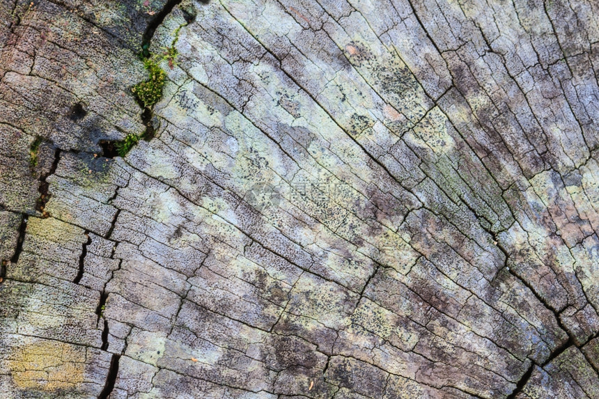树皮木作为天然本底使用的树皮纹理图片