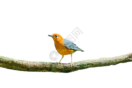 长在自然中的橙头青刷鸟紧缠着白色背景的树枝分离图片