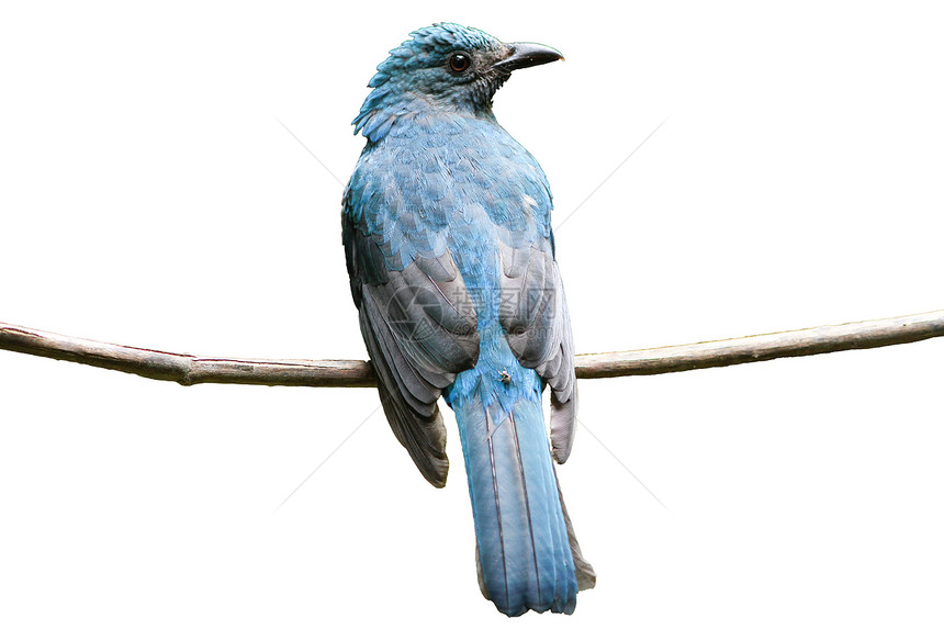 亚洲仙蓝鸟捕捉白种树枝图片