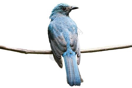 亚洲仙蓝鸟捕捉白种树枝图片