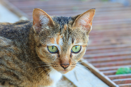 闭眼睛的猫猫的肖像闭上宠物背景