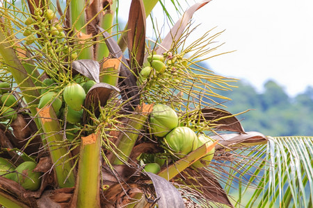 泰国农场椰子棕榈树图片