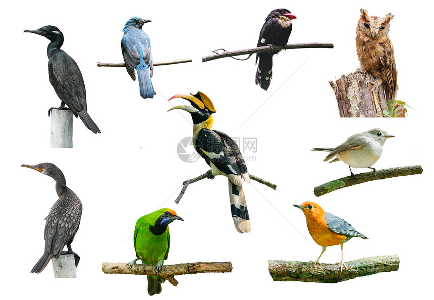 白色背景的鸟角虫板猫头鹰和其他鸟类图片
