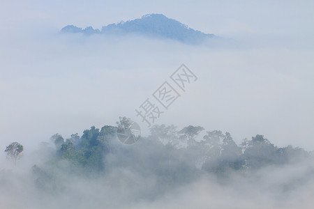 以林为山地图片