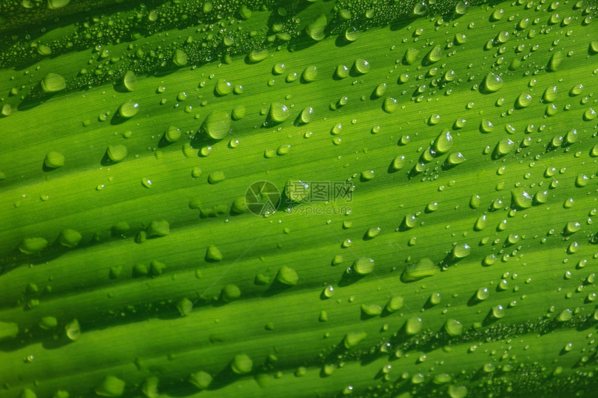 绿香蕉叶上清新水滴图片