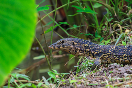 森林中水监测器蜥蜴valanussavators图片
