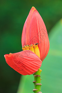 香蕉热带森林中的香蕉花图片