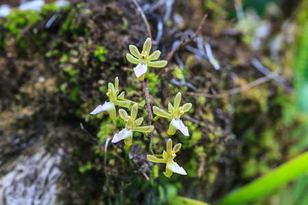 隔距兰属泰国森林中的野兰花这是生的拍摄背景