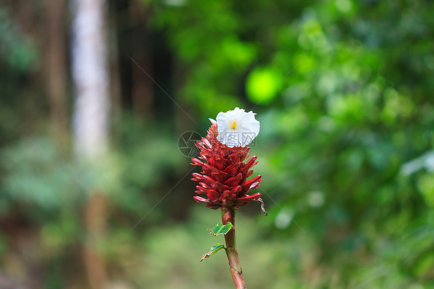 花园里的姜花或木香图片