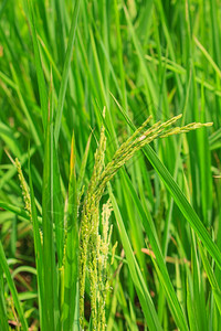 田间绿稻种背景背景图片