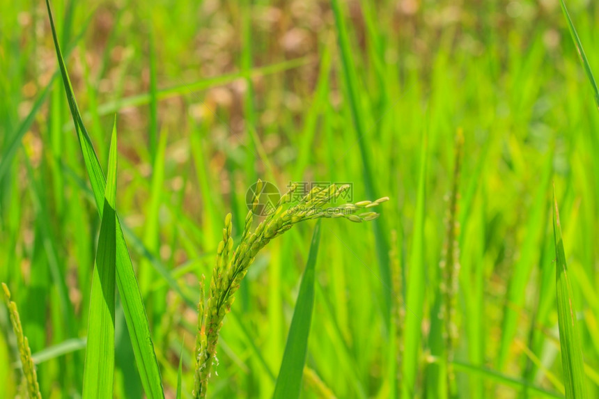 田间绿稻种背景图片