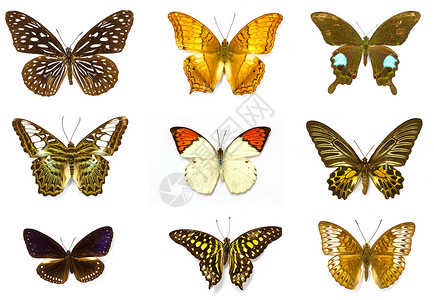 绿蝴蝶收集蝴蝶实验室中的蝴蝶标本背景