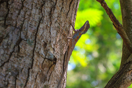 树上戴面罩的脊椎蜥蜴马斯肯纳塔克勒黑脸蜥蜴图片